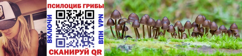 Псилоцибиновые грибы Cubensis  Карабаново 