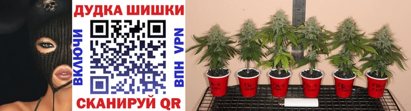 kraken вход Карабаново Шишки марихуана Amnesia